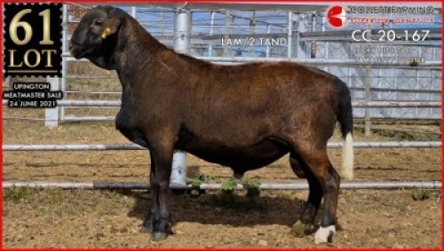 1 X MEATMASTER RAM SUPERIOR GENETICS - AANGETEKEN