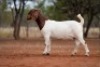1X BOER GOAT FLOCK DOE Voorbok