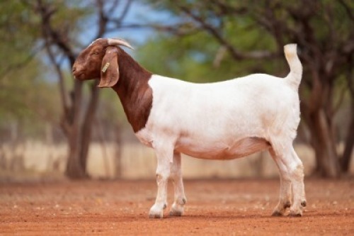 1X BOER GOAT PREGNANT STUD DOE Voorbok
