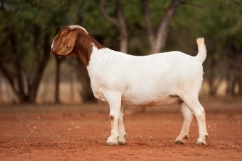 1X BOER GOAT STUD DOE Voorbok