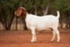 1X BOER GOAT STUD DOE Voorbok