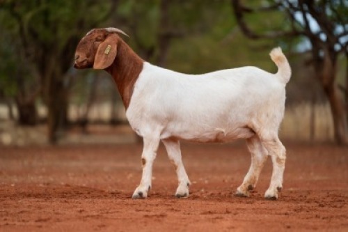 1X BOER GOAT PREGNANT FLOCK DOE Voorbok