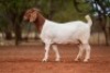 1X BOER GOAT PREGNANT FLOCK DOE Voorbok