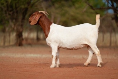 1X BOER GOAT PREGNANT STUD DOE Voorbok