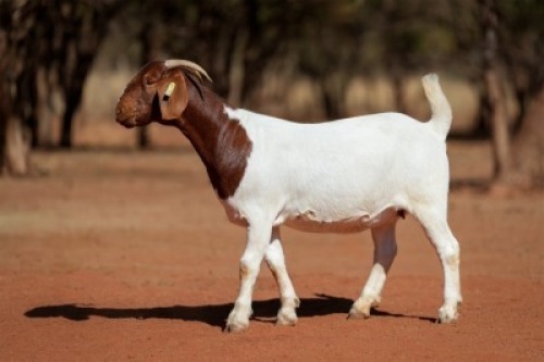 1X BOER GOAT FLOCK ON TEAT DOE Voorbok