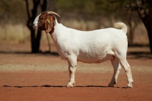 1X BOER GOAT PREGNANT STUD DOE Voorbok