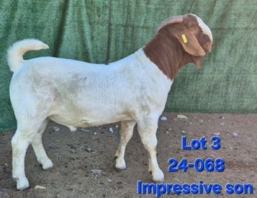 1X BOER GOAT FLOCK ON TEAT BUCK Tekoa Boerbokstoet