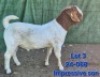 1X BOER GOAT FLOCK ON TEAT BUCK Tekoa Boerbokstoet