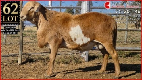 1 X MEATMASTER RAM SUPERIOR GENETICS - AANGETEKEN