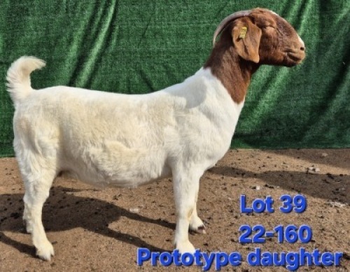 1X BOER GOAT FLOCK PREGNANT DOE Tekoa Boerbokstoet
