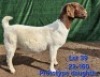 1X BOER GOAT FLOCK PREGNANT DOE Tekoa Boerbokstoet