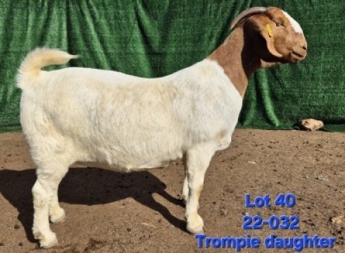 1X BOER GOAT FLOCK PREGNANT DOE Tekoa Boerbokstoet