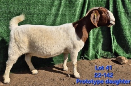 1X BOER GOAT STUD PREGNANT DOE Tekoa Boerbokstoet
