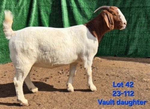 1X BOER GOAT STUD PREGNANT DOE Tekoa Boerbokstoet