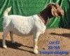 1X BOER GOAT FLOCK PREGNANT DOE Tekoa Boerbokstoet