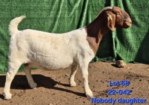 1X BOER GOAT FLOCK ON COLOUR & TEAT PREGNANT DOE Tekoa Boerbokstoet