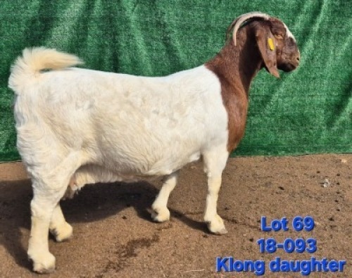 1X BOER GOAT FLOCK ON TEAT PREGNANT DOE Tekoa Boerbokstoet