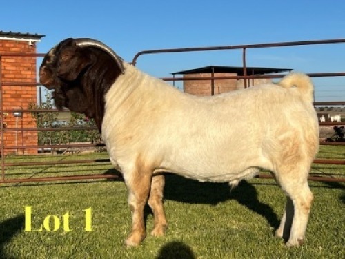 1X BOER GOAT FLOCK ON TEAT BUCK Lukas Burger