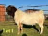 1X BOER GOAT FLOCK ON TEAT BUCK Lukas Burger