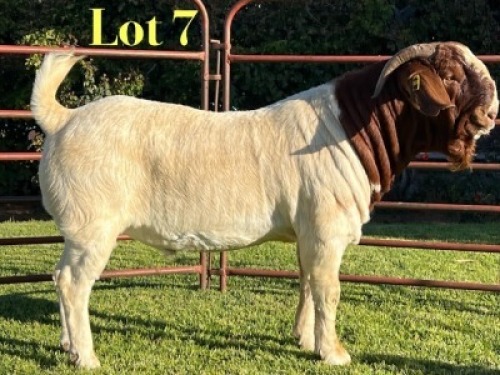 1X BOER GOAT STUD BUCK Lukas Burger