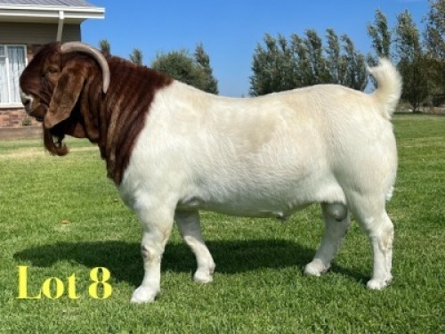 1X BOER GOAT STUD BUCK Lukas Burger