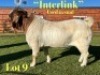 WITHDRAWN - 1X BOER GOAT BUCK Lukas Burger