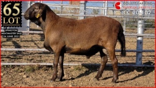 1 X MEATMASTER RAM SUPERIOR GENETICS - AANGETEKEN