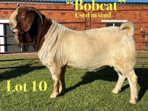 1X BOER GOAT STUD BUCK Lukas Burger