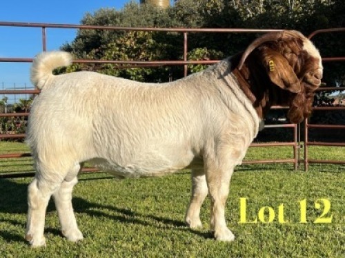 1X BOER GOAT STUD BUCK Lukas Burger