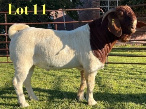 WITHDRAWN - 1X BOER GOAT BUCK Lukas Burger