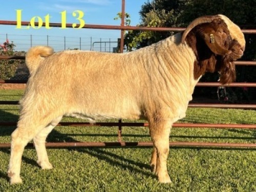 1X BOER GOAT FLOCK BUCK Lukas Burger