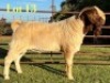 1X BOER GOAT FLOCK BUCK Lukas Burger