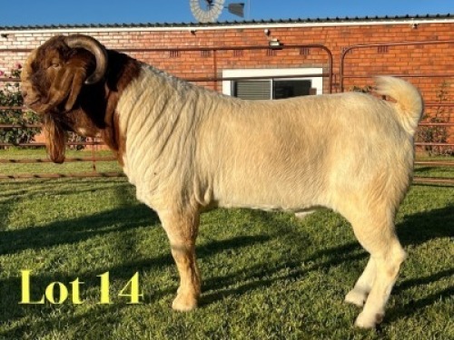1X BOER GOAT FLOCK BUCK Lukas Burger