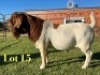 WITHDRAWN - 1X BOER GOAT BUCK Lukas Burger