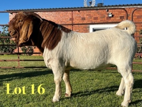 1X BOER GOAT FLOCK ON COLOUR BUCK Lukas Burger