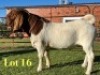 1X BOER GOAT FLOCK ON COLOUR BUCK Lukas Burger