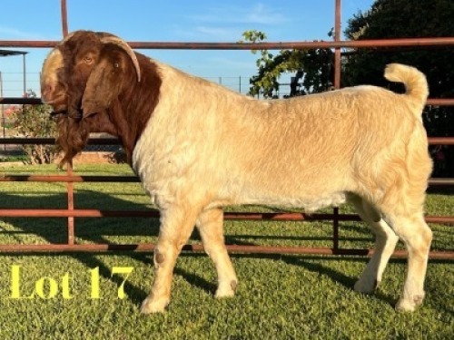 1X BOER GOAT FLOCK ON TEAT BUCK Lukas Burger