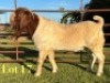 1X BOER GOAT FLOCK ON TEAT BUCK Lukas Burger