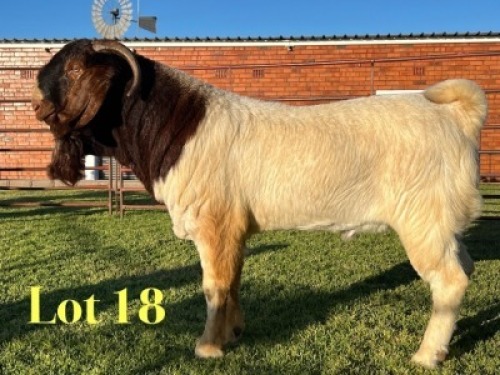 1X BOER GOAT FLOCK BUCK Lukas Burger