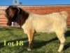 1X BOER GOAT FLOCK BUCK Lukas Burger