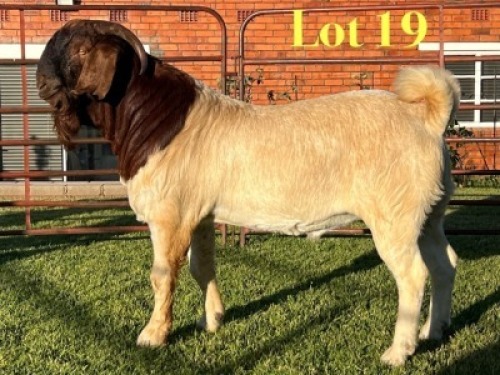 1X BOER GOAT FLOCK ON TEAT BUCK Lukas Burger