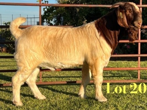 1X BOER GOAT FLOCK ON TEAT BUCK Lukas Burger