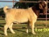 1X BOER GOAT FLOCK ON TEAT BUCK Lukas Burger