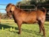 1X KALAHARI RED STUD BUCK Lukas Burger