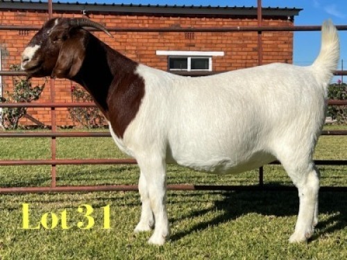 1X BOER GOAT FLOCK PREGNANT DOE Lukas Burger