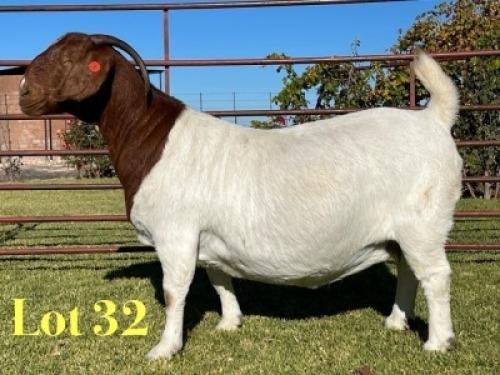 1X BOER GOAT PREGNANT STUD DOE Lukas Burger