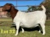 1X BOER GOAT PREGNANT STUD DOE Lukas Burger