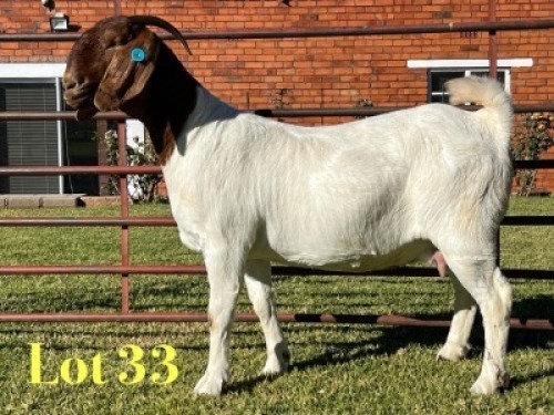 1X BOER GOAT FLOCK PREGNANT DOE Lukas Burger