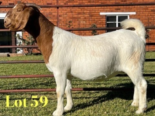 1X BOER GOAT STUD PREGNANT DOE Lukas Burger
