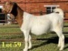 1X BOER GOAT STUD PREGNANT DOE Lukas Burger